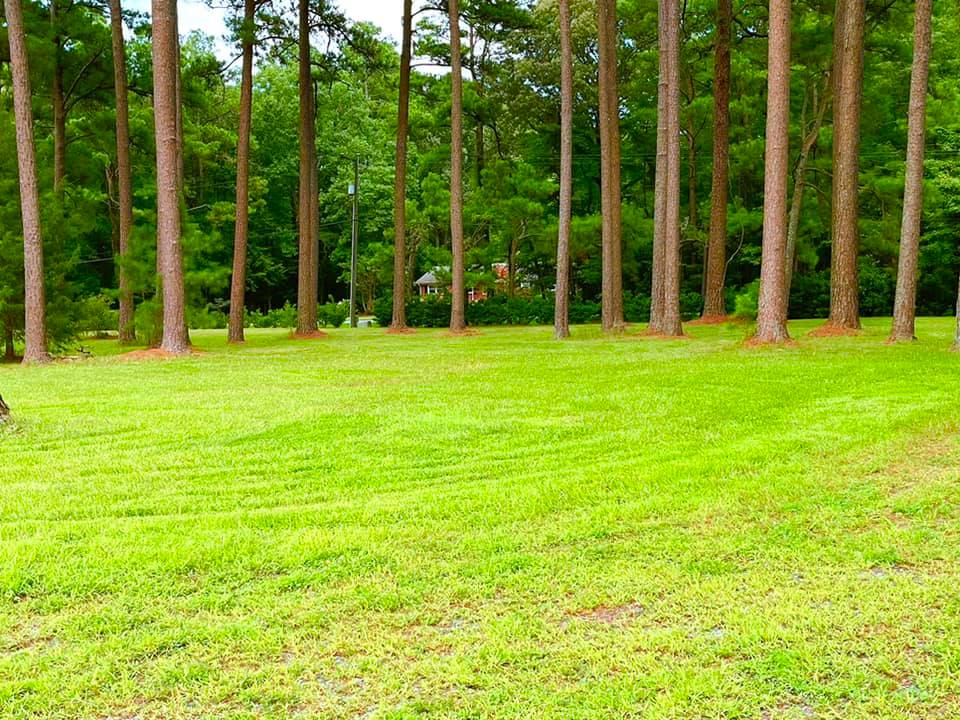 Lush green lawn lined with tall, slender trees; a building is visible in the distance.