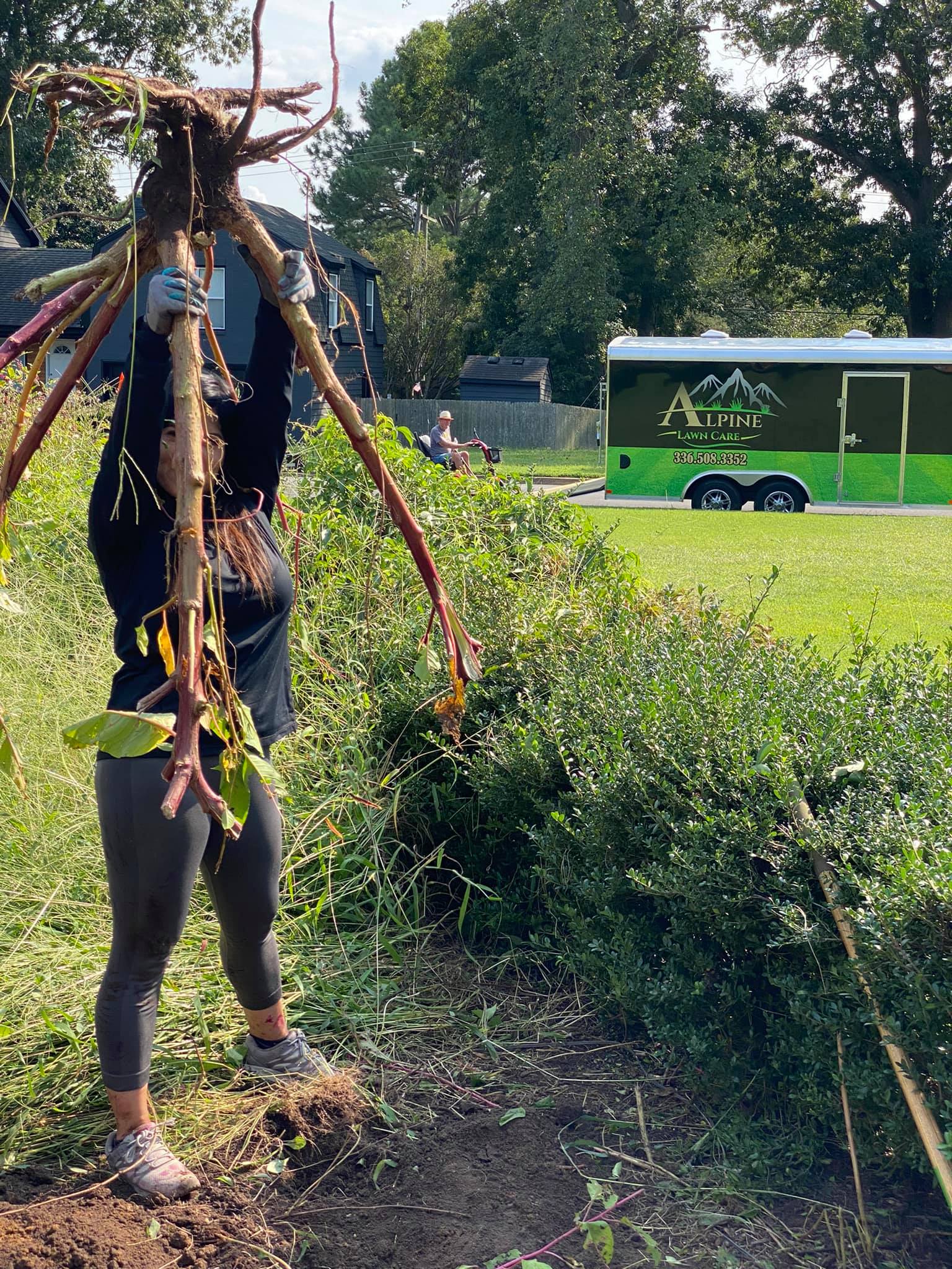 Person holding up a large plant root system in a field with a green trailer in the background.