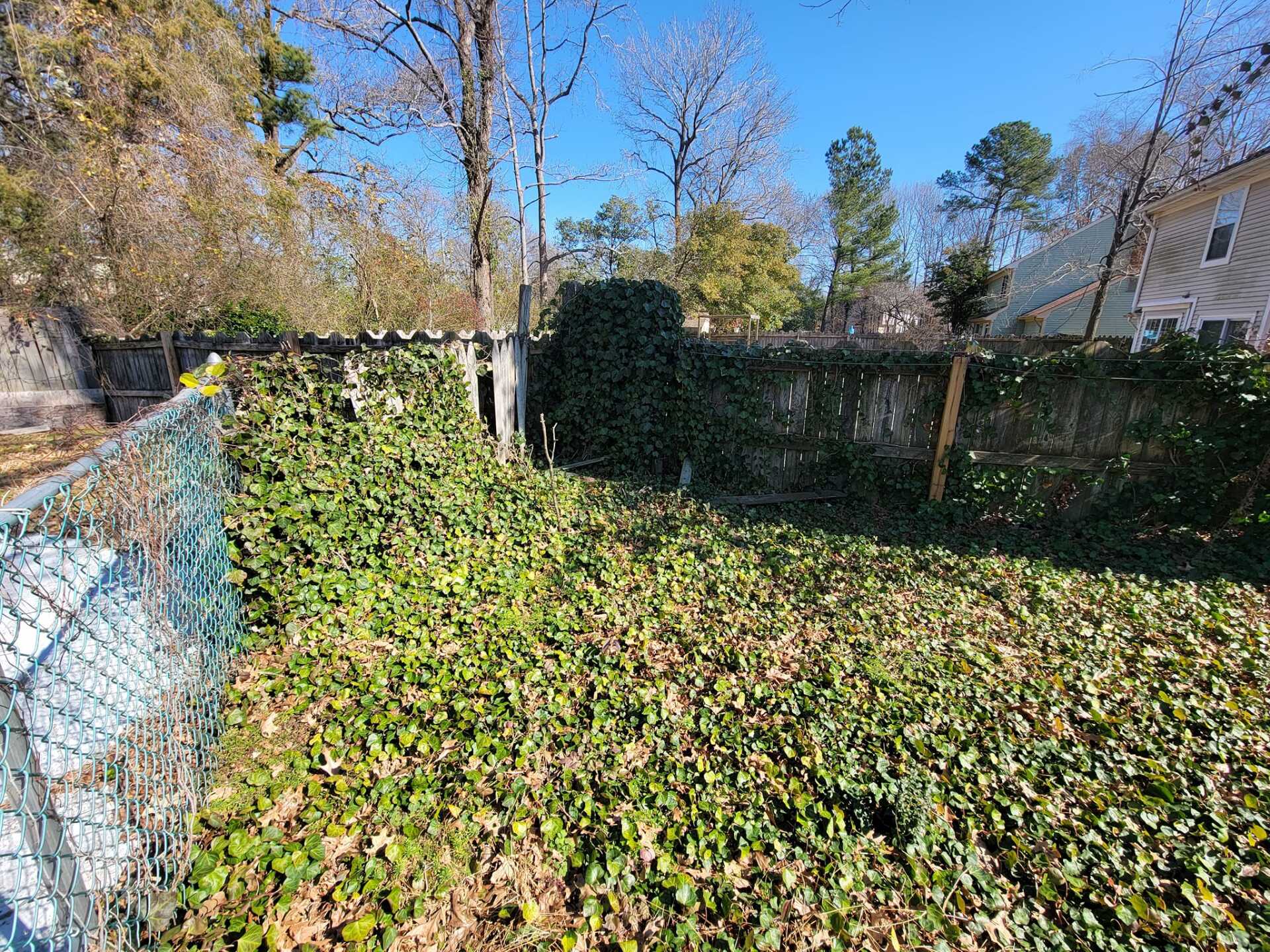 Backyard with overgrown green ivy on walls and ground, a chain-link fence, and bare trees under a clear blue sky.
