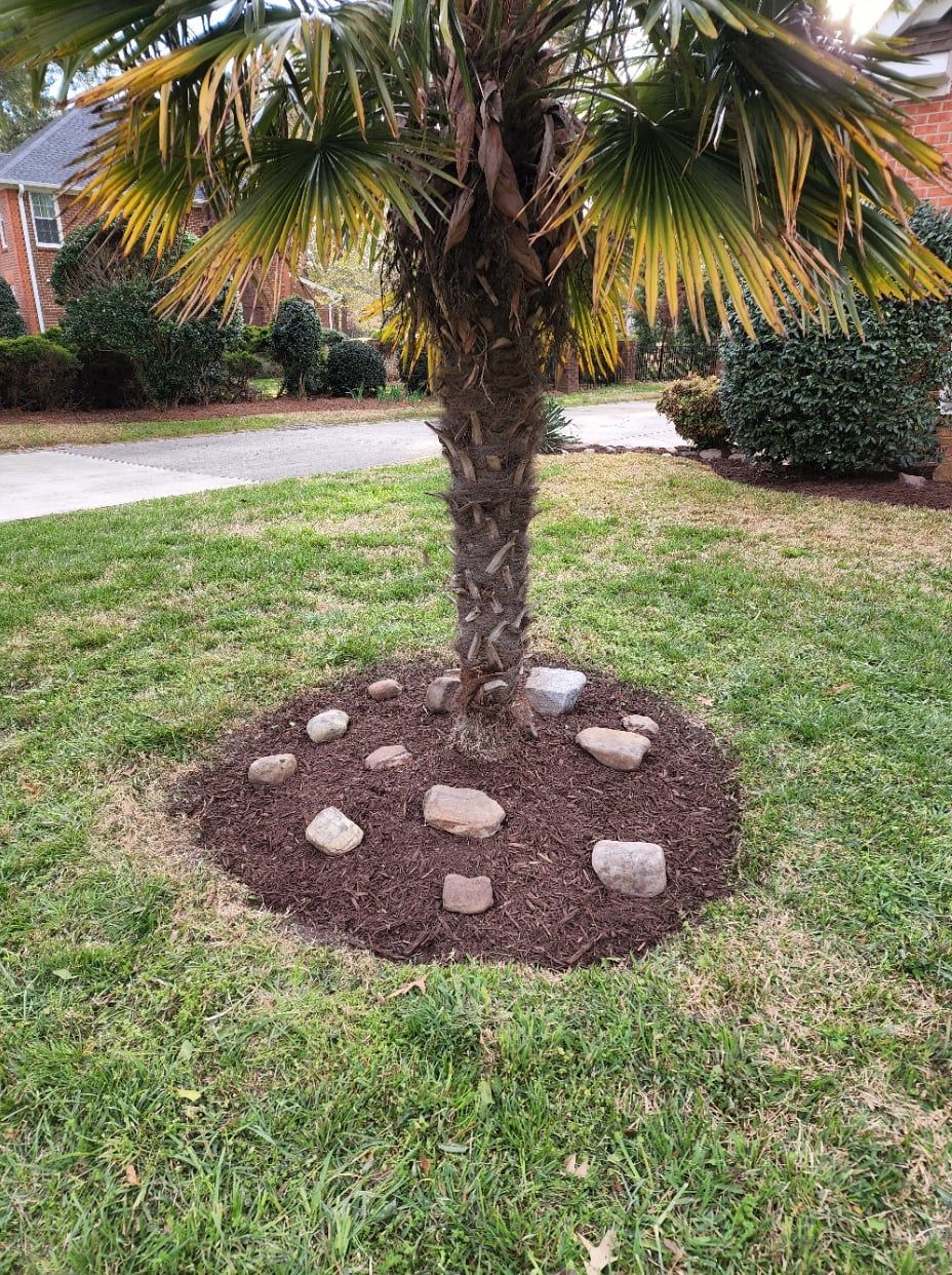 Palm tree in yard with mulch and rocks at its base.