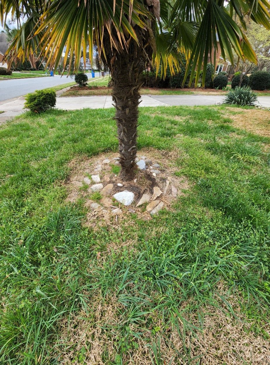 Palm tree trunk surrounded by rocks and grass in a yard.