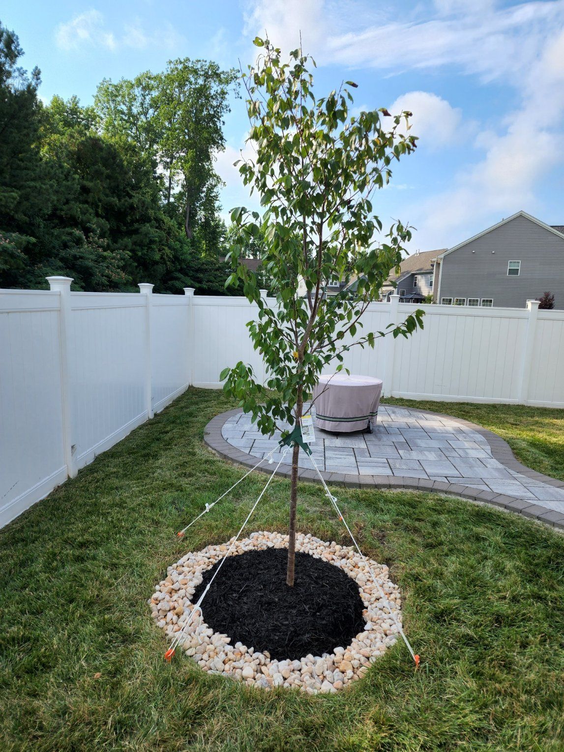Young tree in a backyard, surrounded by rocks and mulch, secured by support lines, next to a white fence and a paved patio.