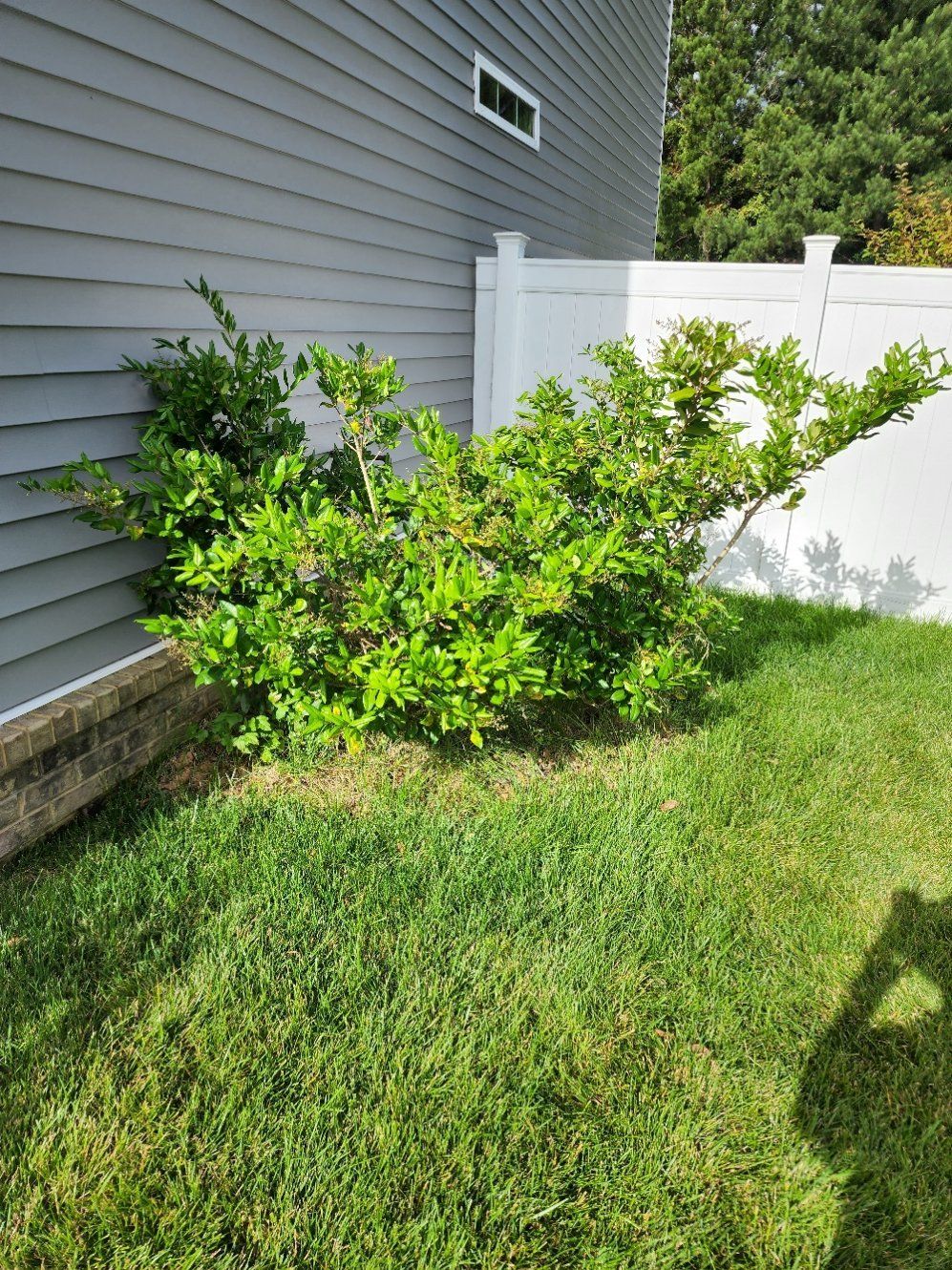 Green shrub growing beside a gray house and white fence on a grassy lawn.