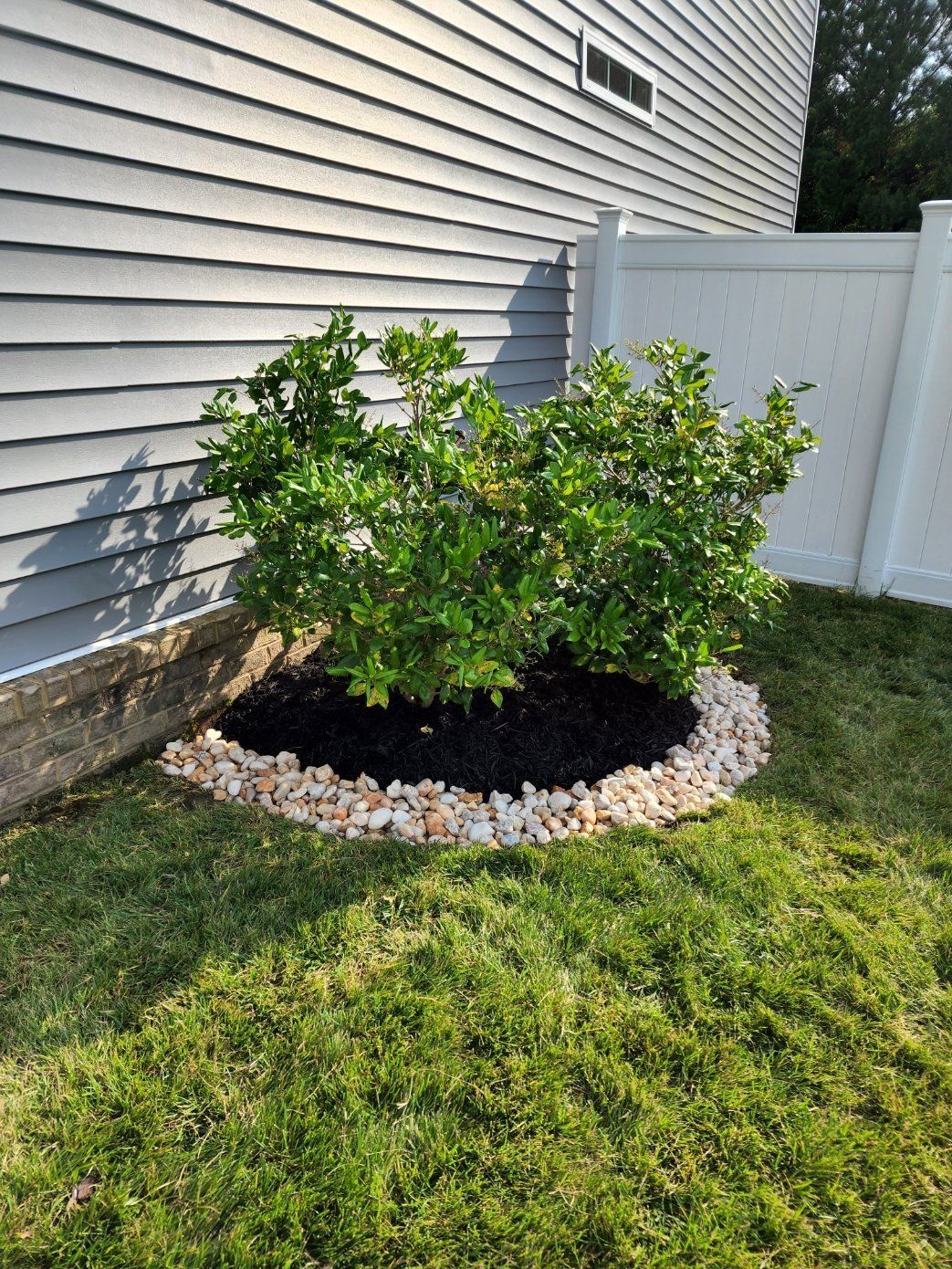 A green bush surrounded by black mulch and tan rocks, near a gray house and white fence.