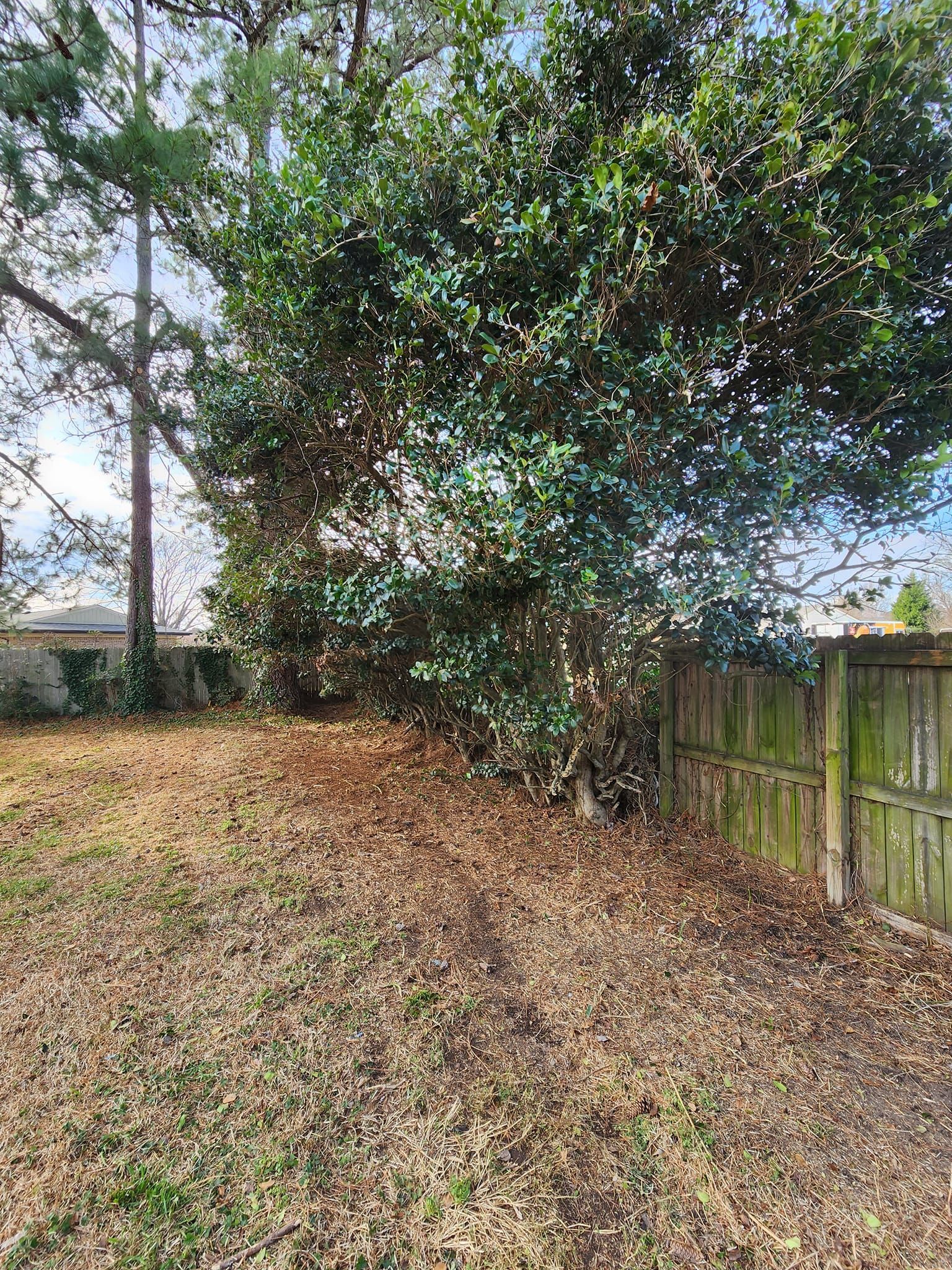 Backyard with brown leaves, green grass, a wooden fence, and a large tree with dark green leaves.