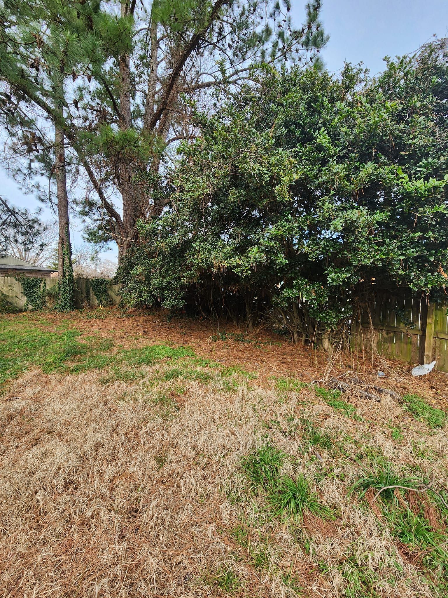 Brown grass and leaves in a yard with a large green bush and a tall tree under a cloudy sky.