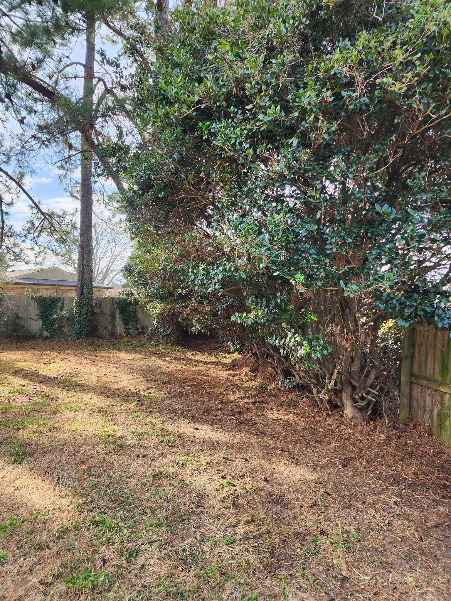 Backyard with brown grass, a green tree, a wooden fence, and a stone wall.