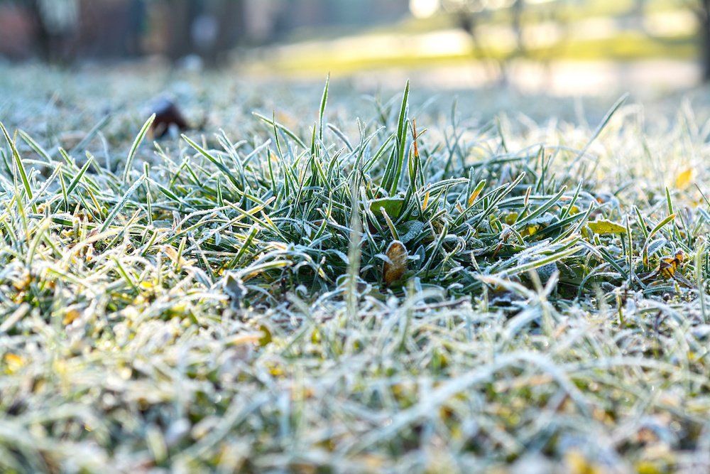 Lawn Care Prep For Winter