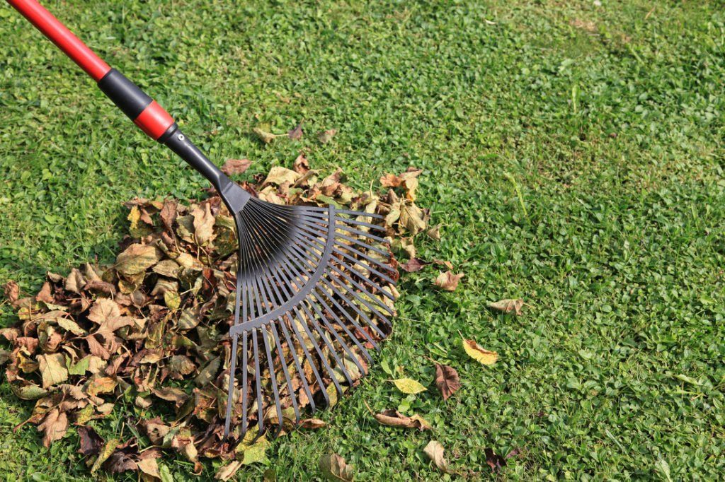 Rake gathering autumn leaves on a grassy lawn.