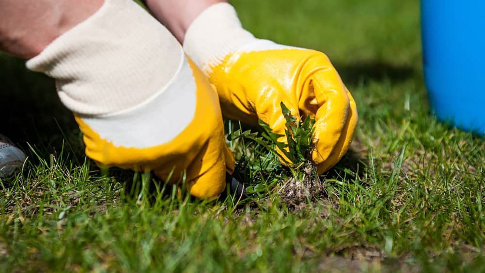 Person wearing yellow gloves weeding grass next to a blue bucket.