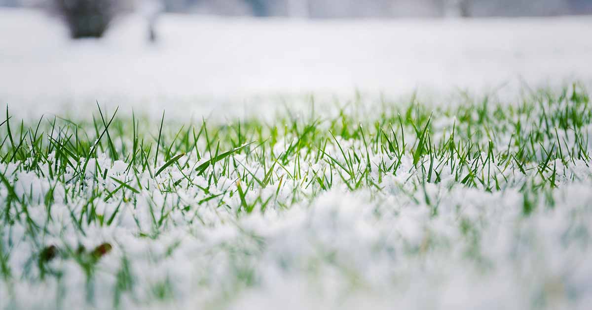 Green grass blades partially covered in snow on a cold day.