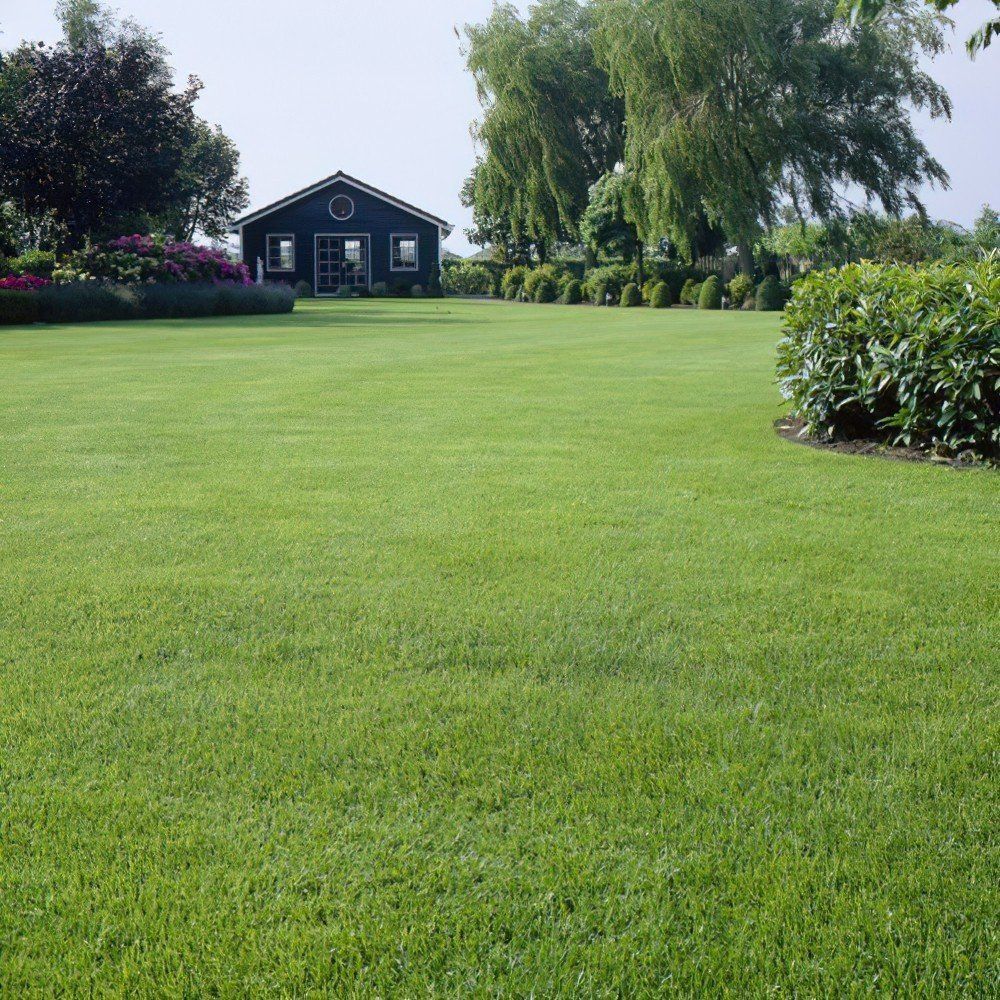 Green lawn with a dark blue house in the background, surrounded by trees and shrubs.