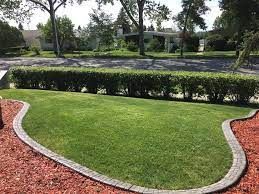 Green lawn bordered by brick pavers and a hedge, with a red mulch bed in front of houses and trees.