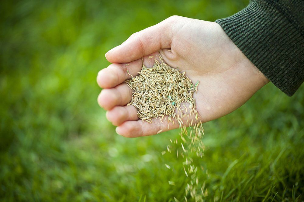 Overseeding - Seed Quality Matters