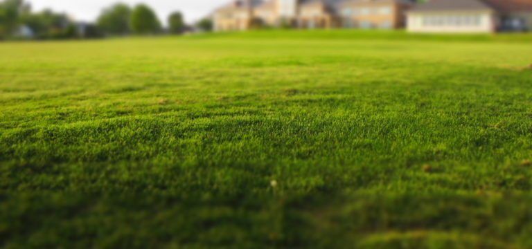 Close-up of vibrant green grass in a field, with a blurred background of houses and trees.