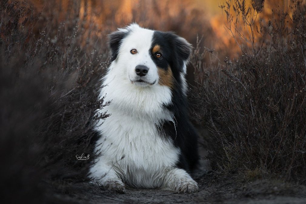 Australian Shepherd tricolor zit op een zandpad tussen struiken, met een wazige herfstachtergrond.