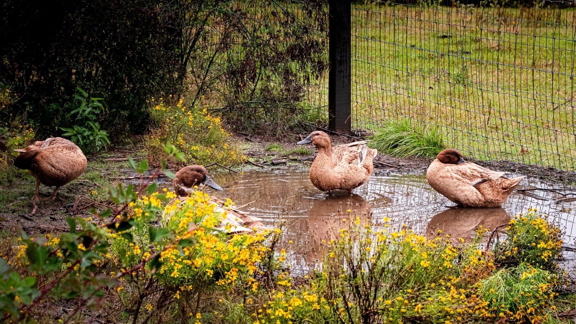 A group of ducks are standing in a muddy puddle.