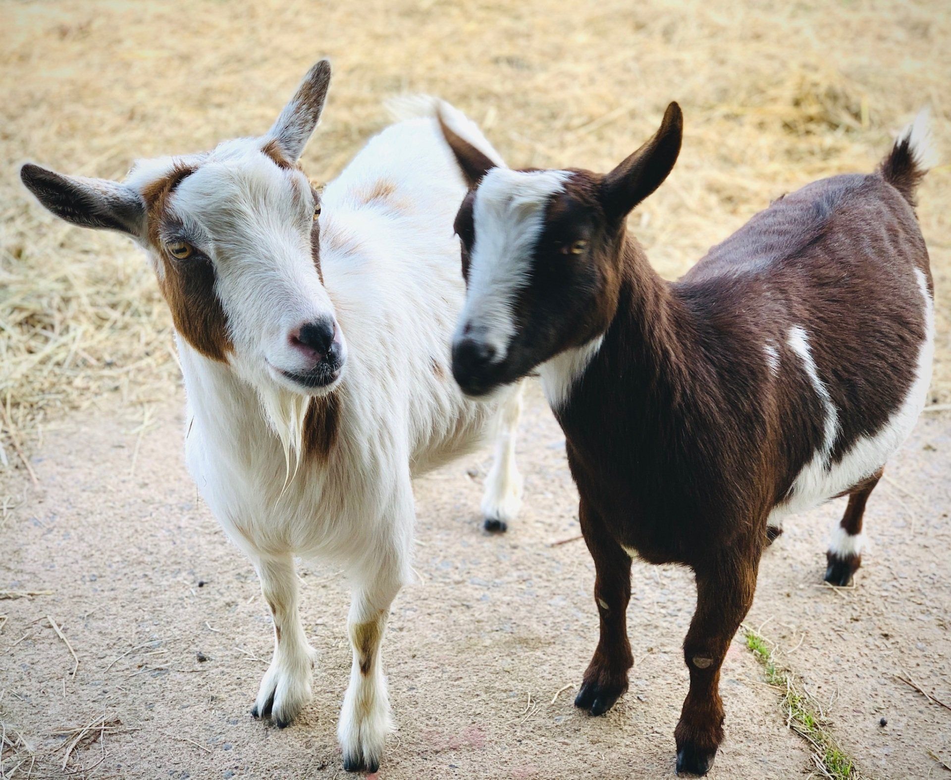 Two goats are standing next to each other and looking at the camera
