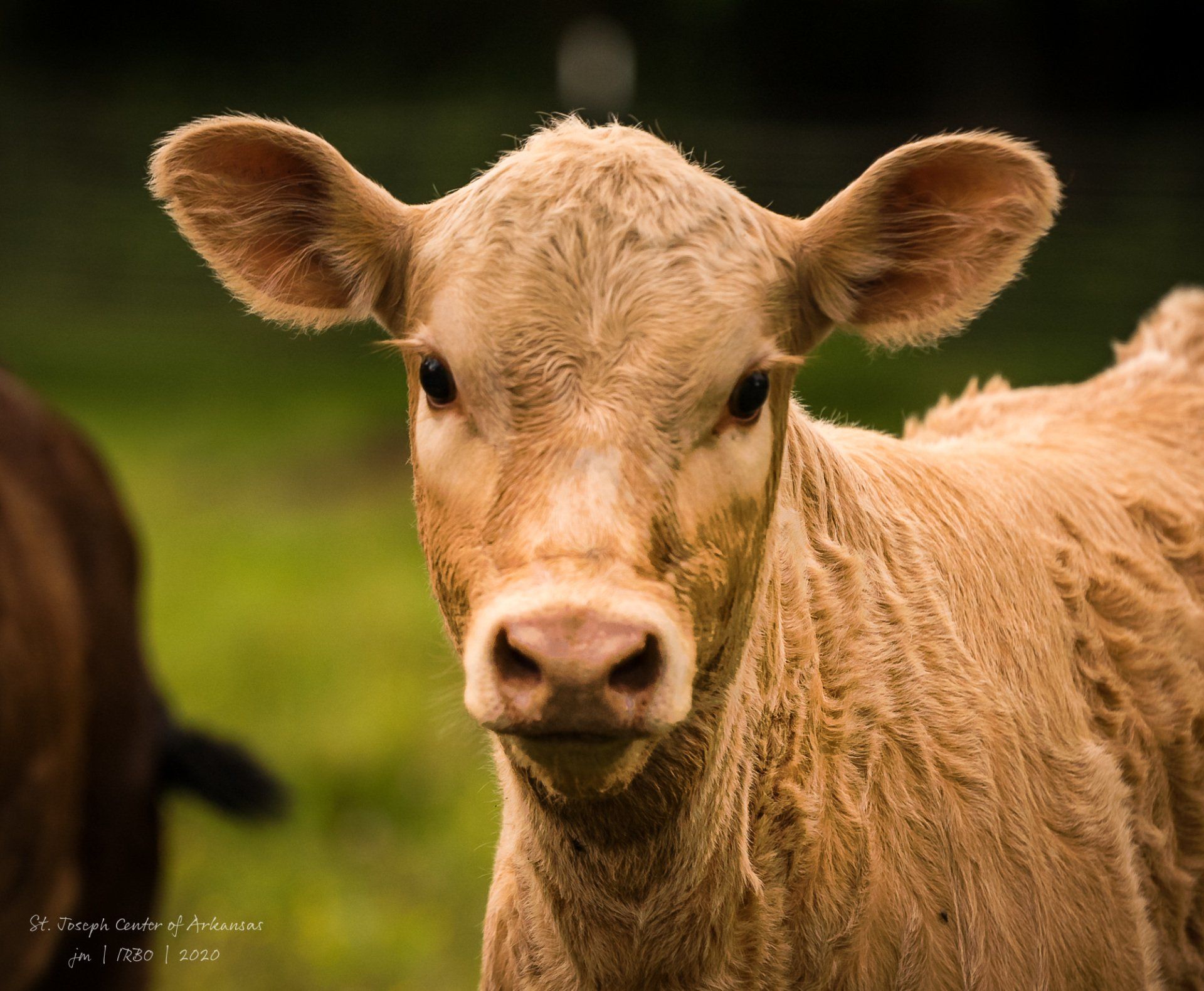 A close up of a brown cow looking at the camera.