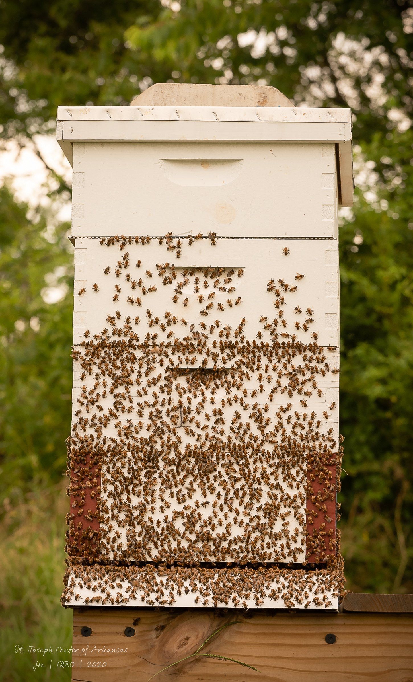 A beehive covered in bees is sitting on top of a wooden fence.