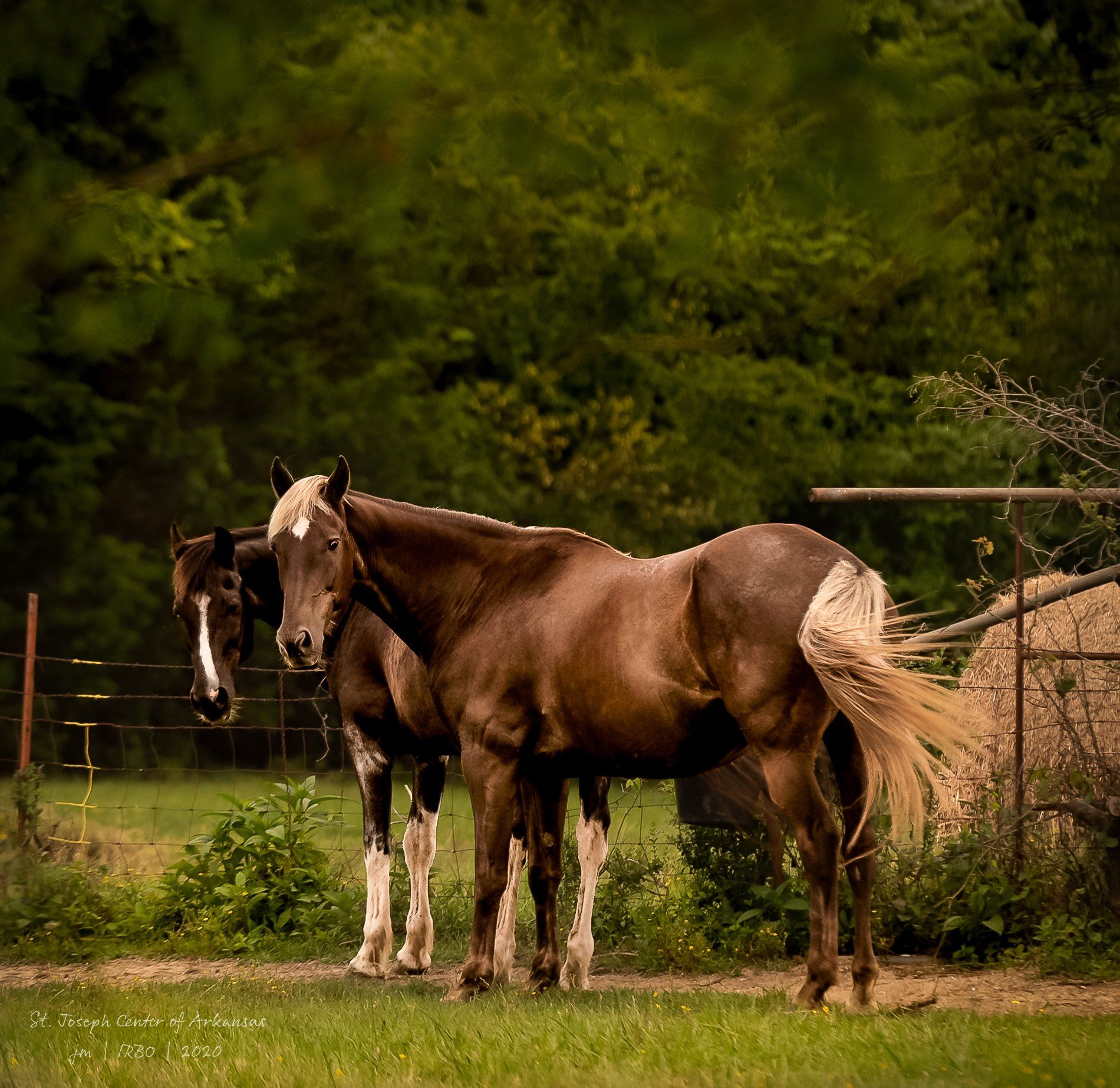 Two brown horses standing next to each other in a field