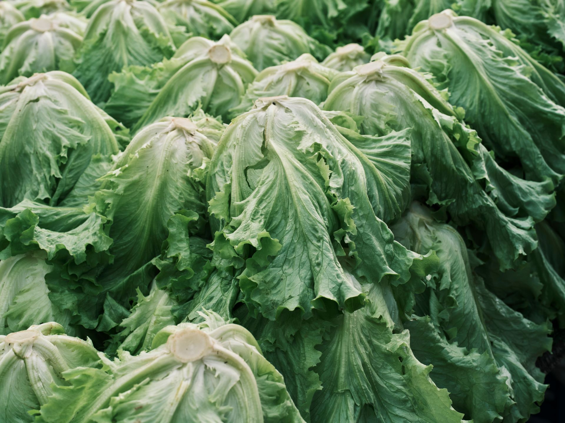 Rows of green leafy lettuce growing in a field, covered with dew.
