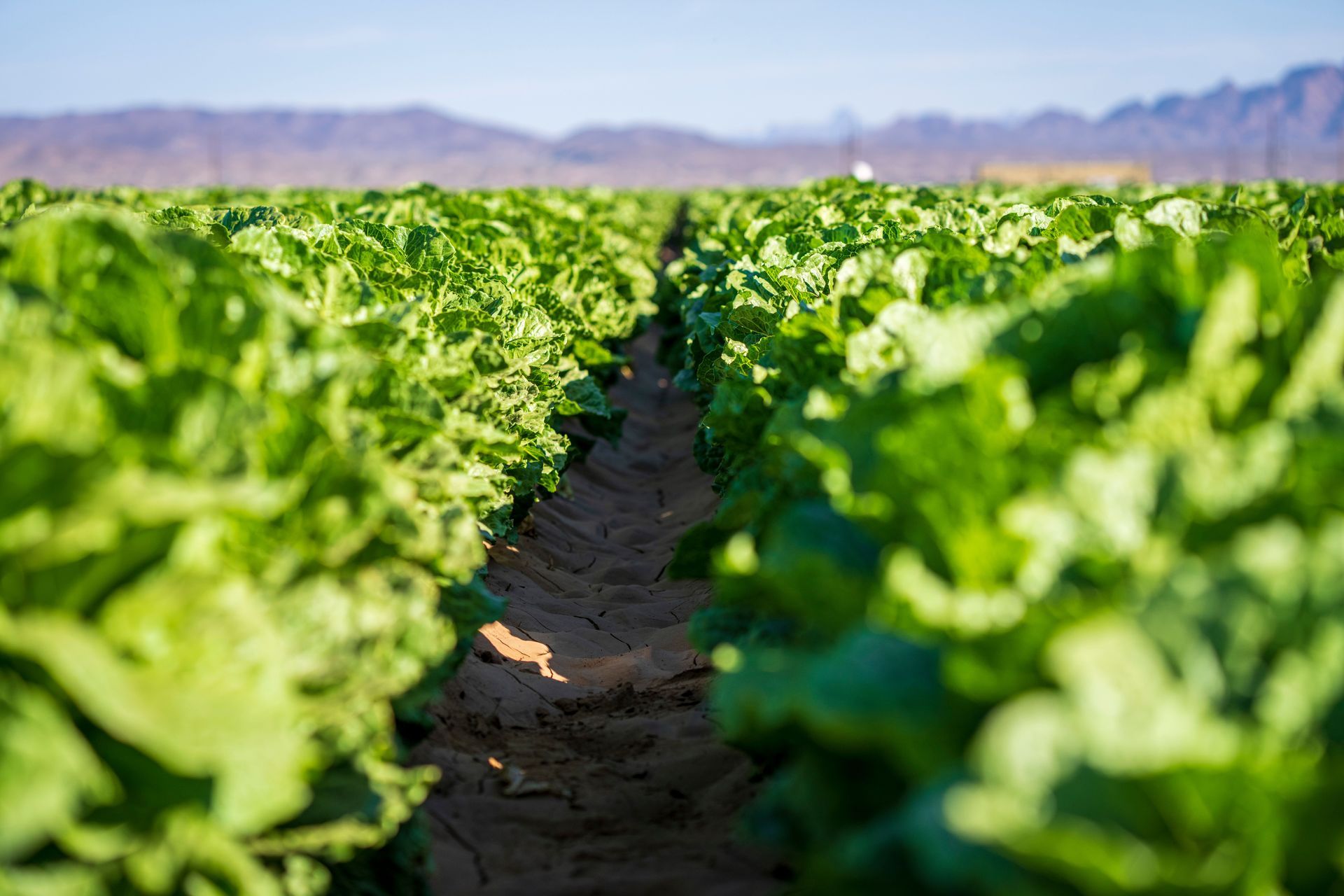 Rows of green lettuce in a sunlit farm field with a dirt path between them