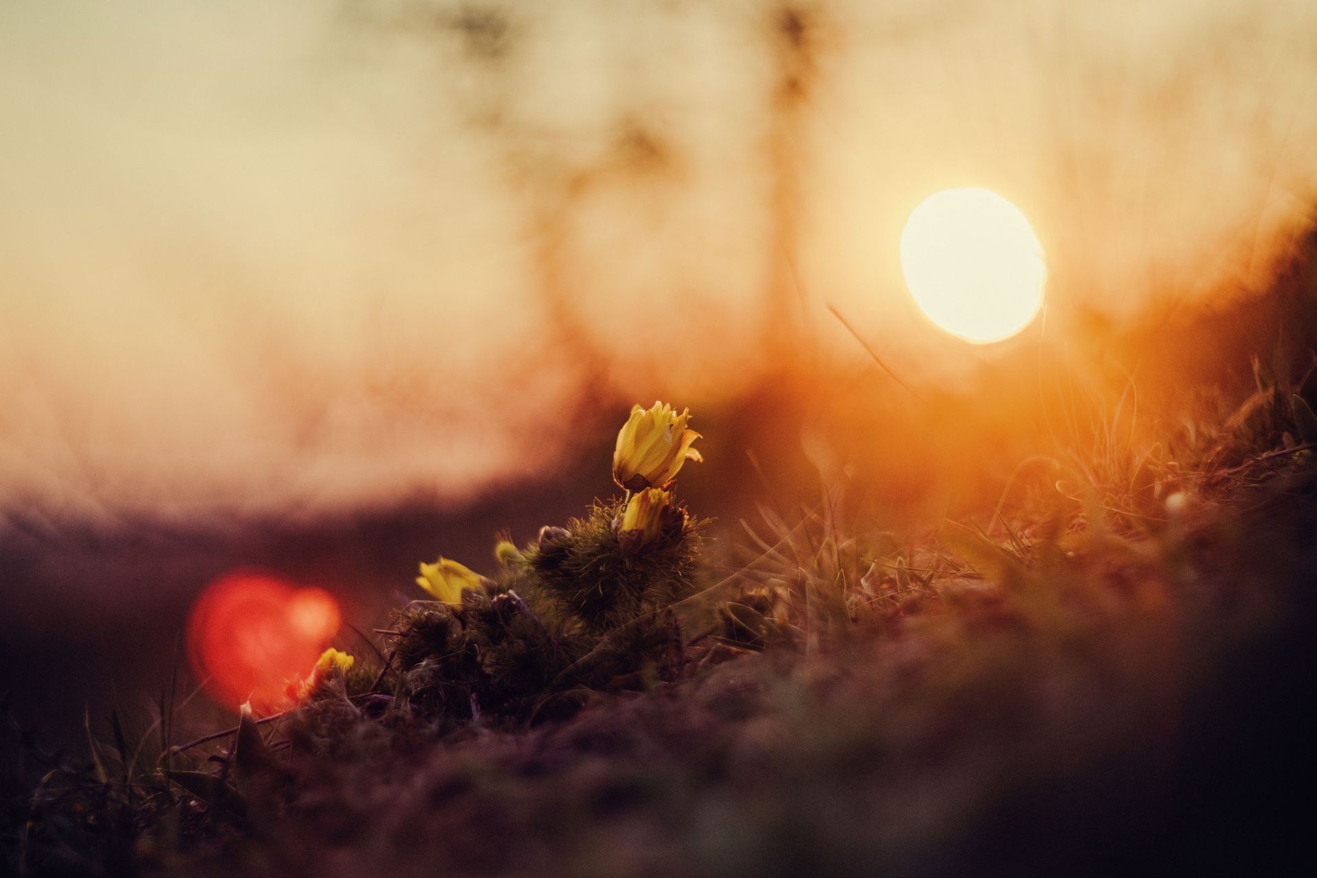 Flower at sunset