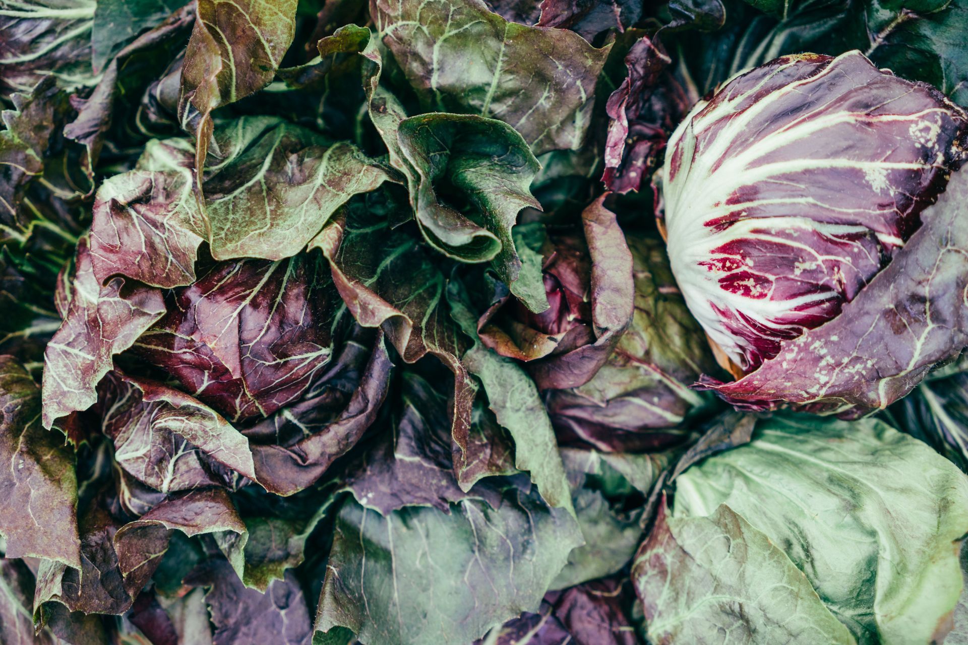 Assorted green and purple cabbage heads and leaves piled together