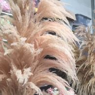 Soft pink and beige pampas grass in tall bunches, filling the frame