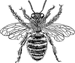Honey Bee Homecare icon