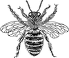 Honey Bee Homecare icon
