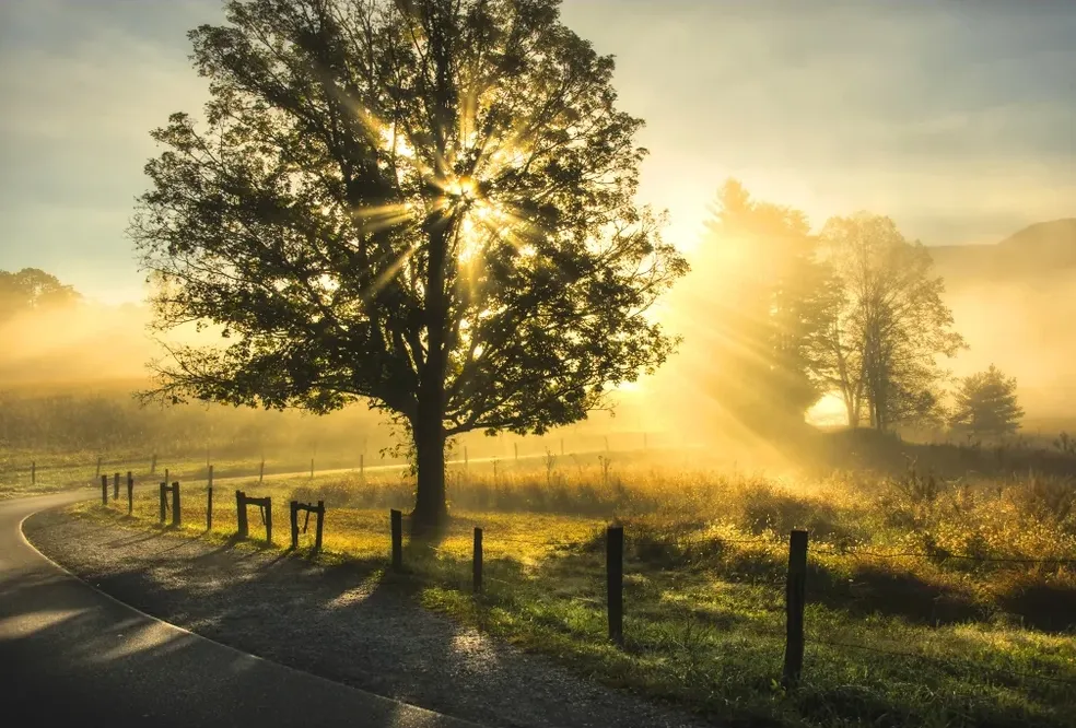 Beautiful Tree and Sunlight Painting | North Chesterfield, VA | Sofa Design