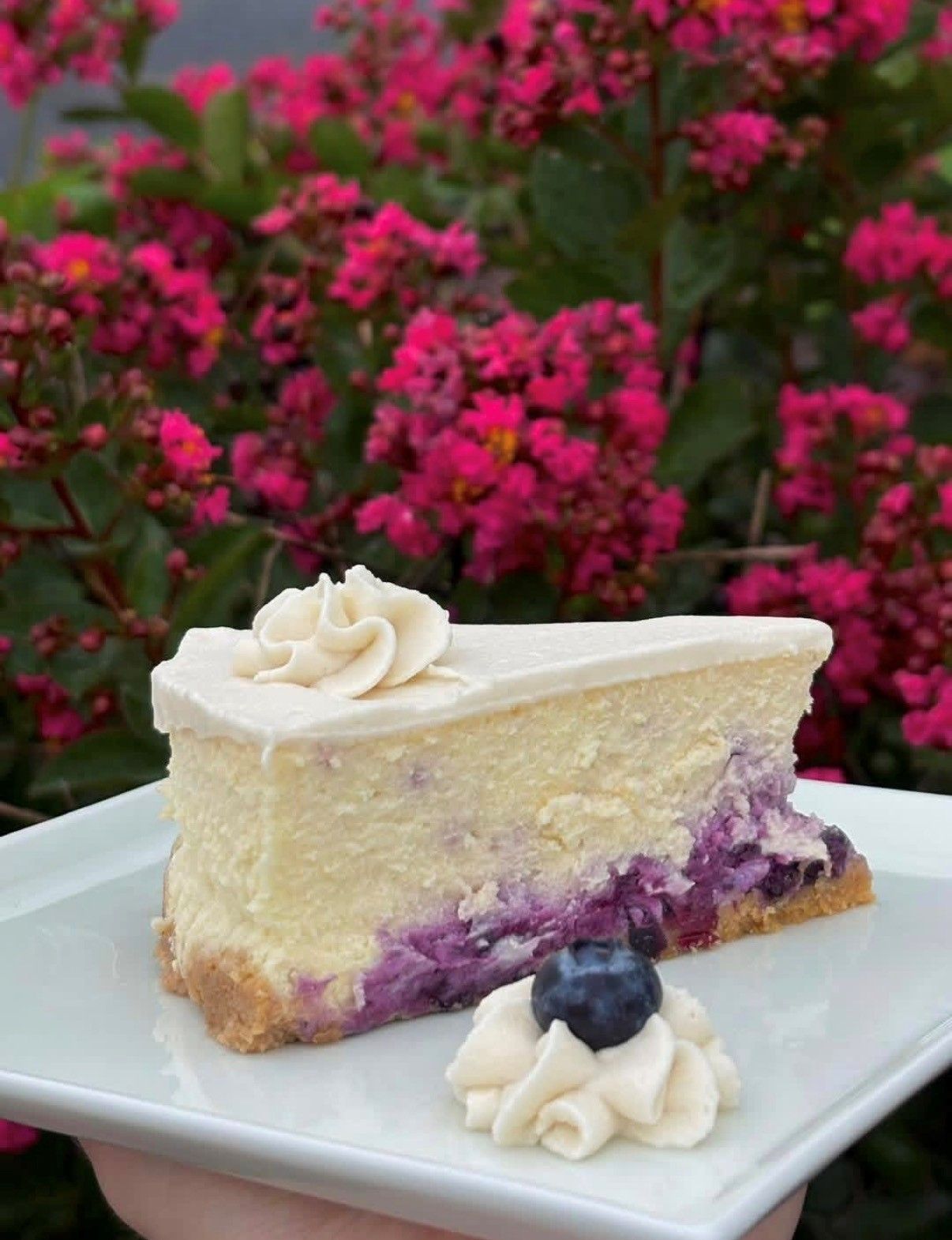 Slice of blueberry cheesecake with whipped cream on a white plate, set against pink flowers.