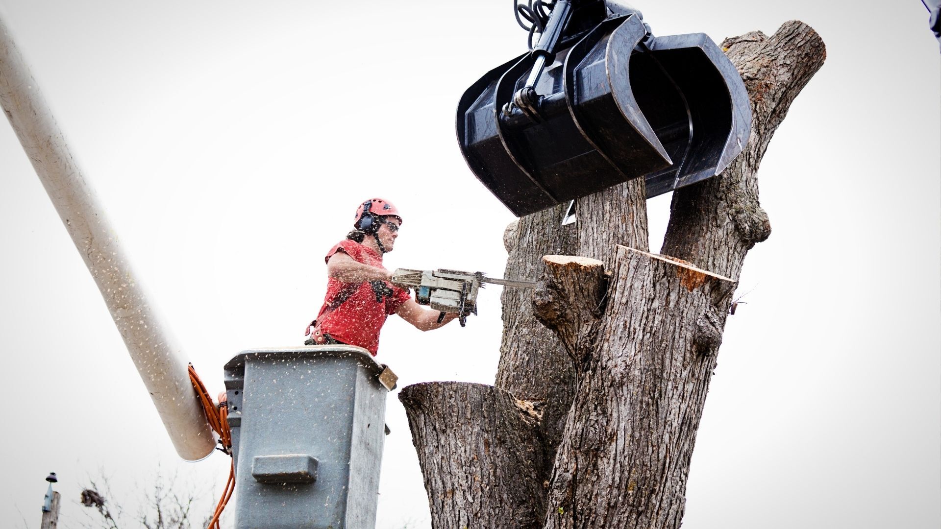 Tree Trimming & Tree Services In Foosland, IL Bebout Tree Service