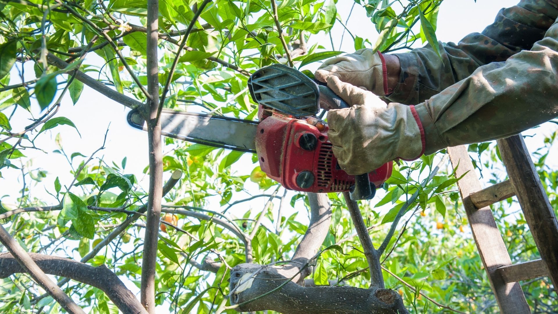 tree pruning, tree trimming, tree pruning services, foosland il, bebout tree service