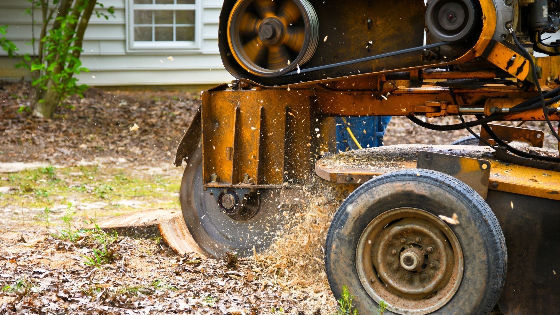 grinding down a stump, tree removal, stump removal, stump grinding service, tree care company near me, foosland il - Bebout Tree Service