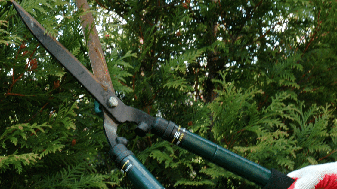 brush trimming, hedge trimming, foosland il, bebout tree service