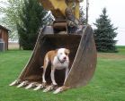 misslucysdogtreat