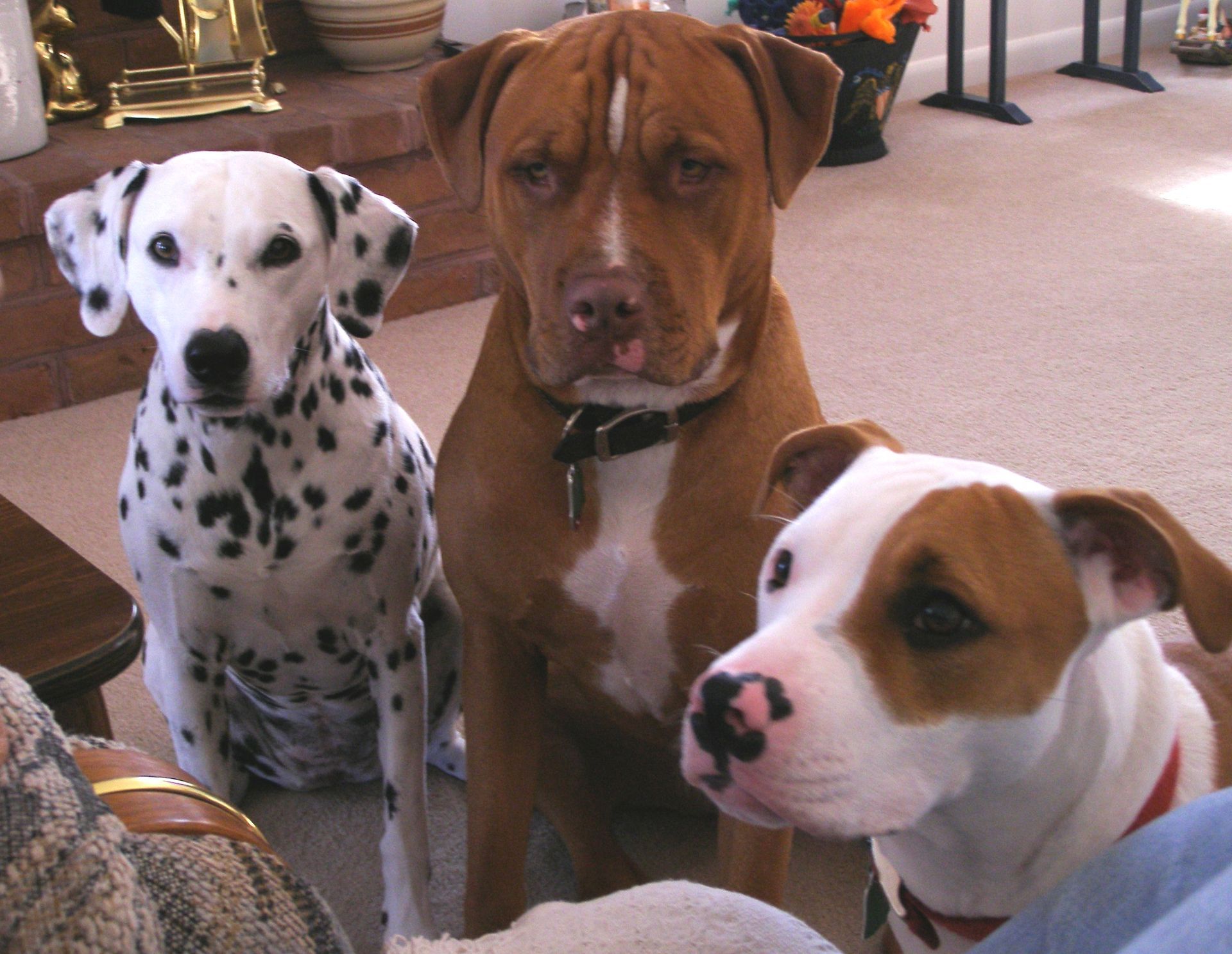 misslucysdogtreat