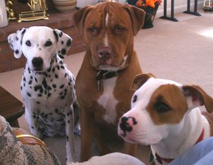 misslucysdogtreat