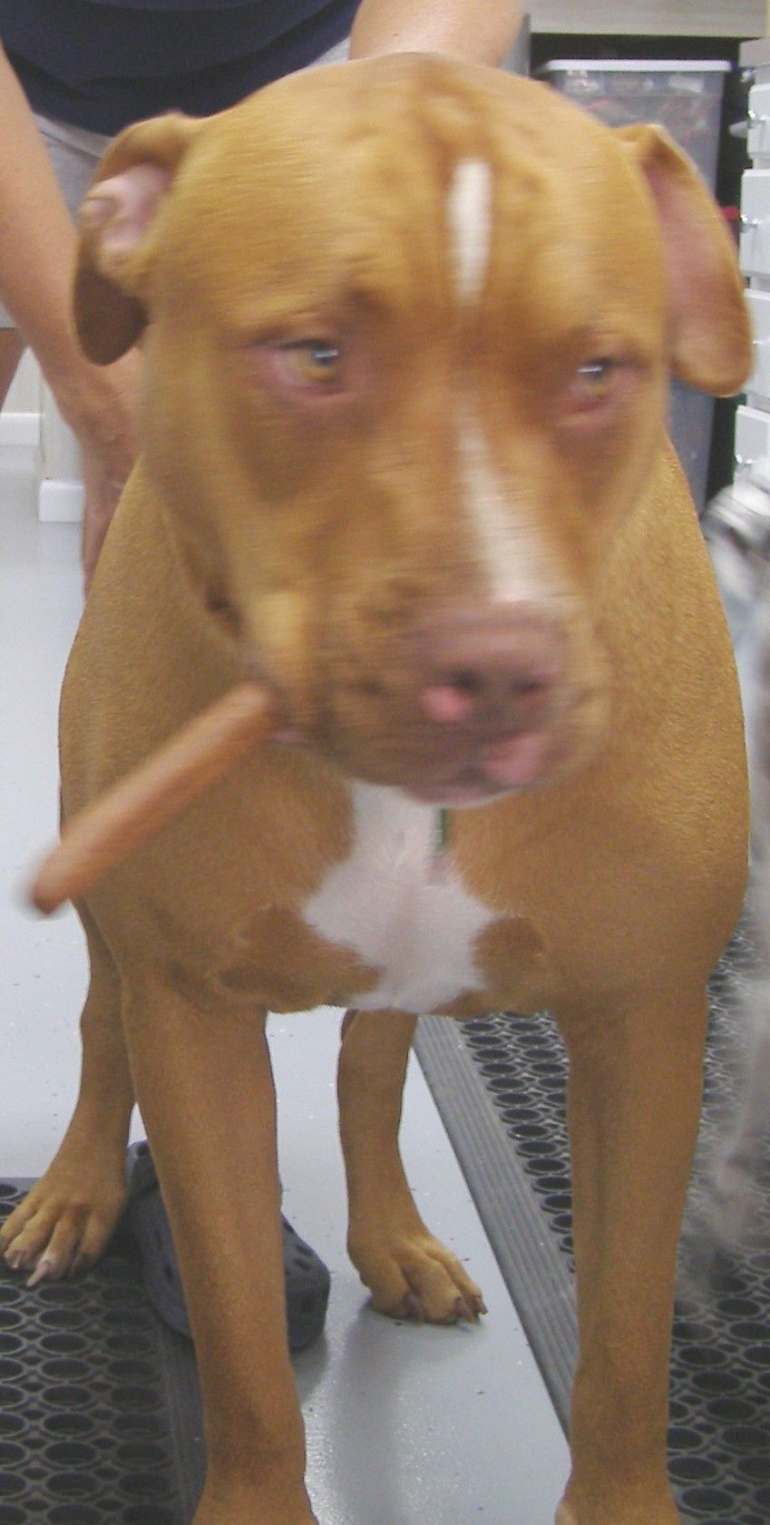 misslucysdogtreat
