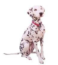 misslucysdogtreat