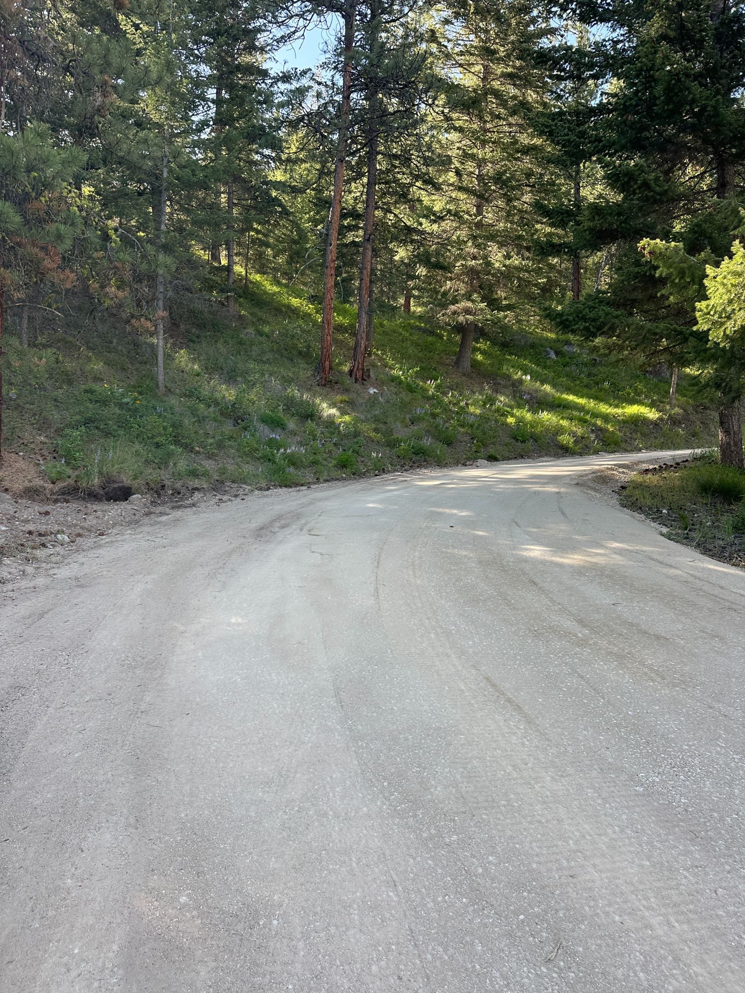Curving gravel road through a wooded hillside in sunlight