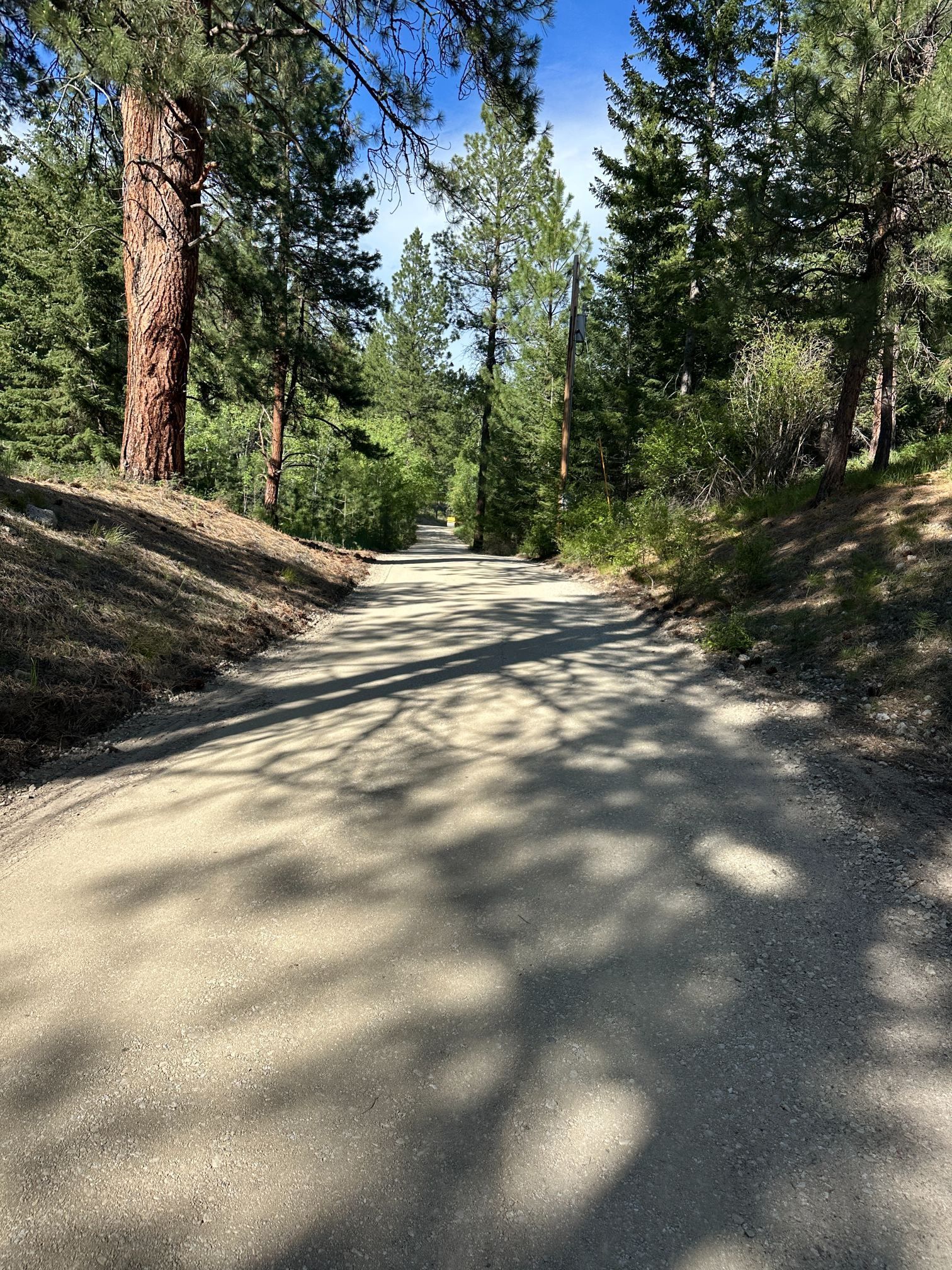 Sunny dirt road through a pine forest with shadows across the path