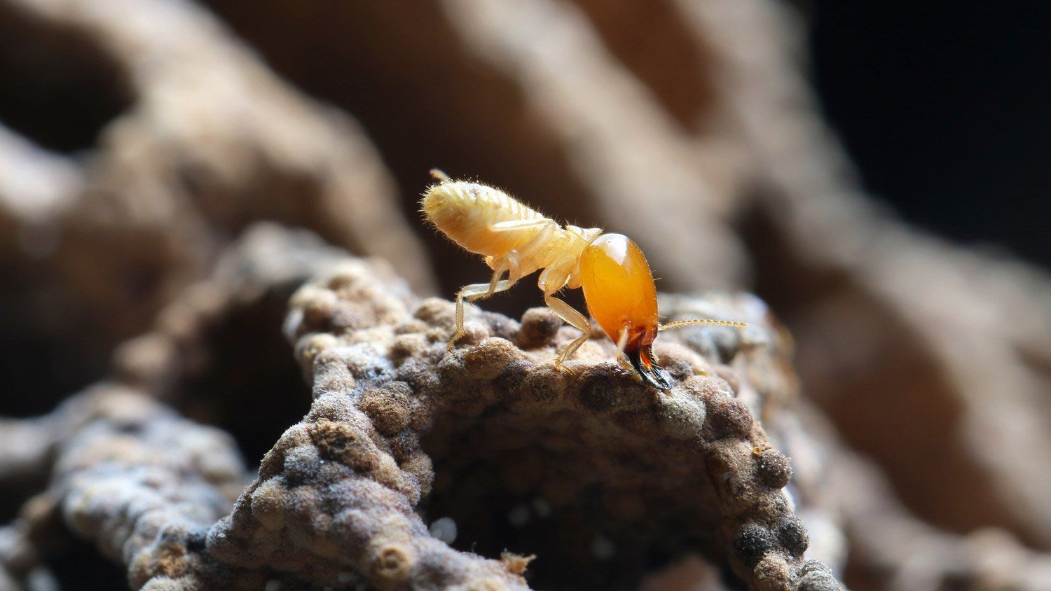 A Termite — Evansville, IN — Pass Pest Control A Termite — Evansville, IN — Pass Pest Control