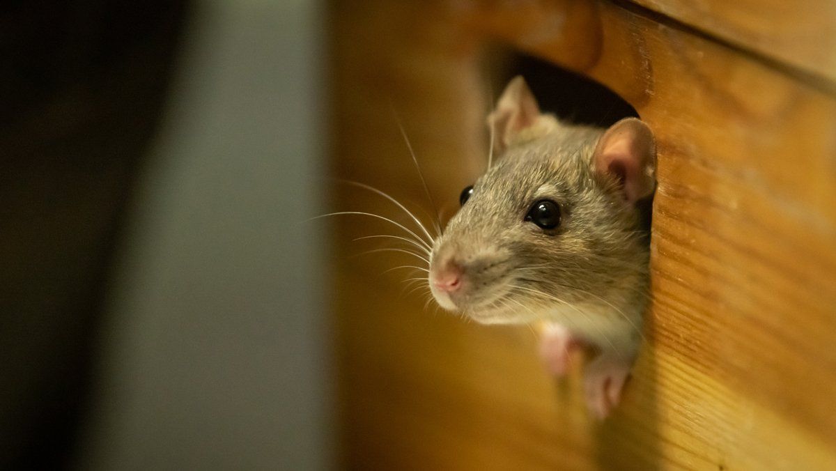 Rat On Hole — Evansville, IN — Pass Pest Control Rat On Hole — Evansville, IN — Pass Pest Control