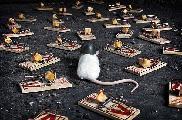 White mouse wearing a helmet surrounded by baited mousetraps.