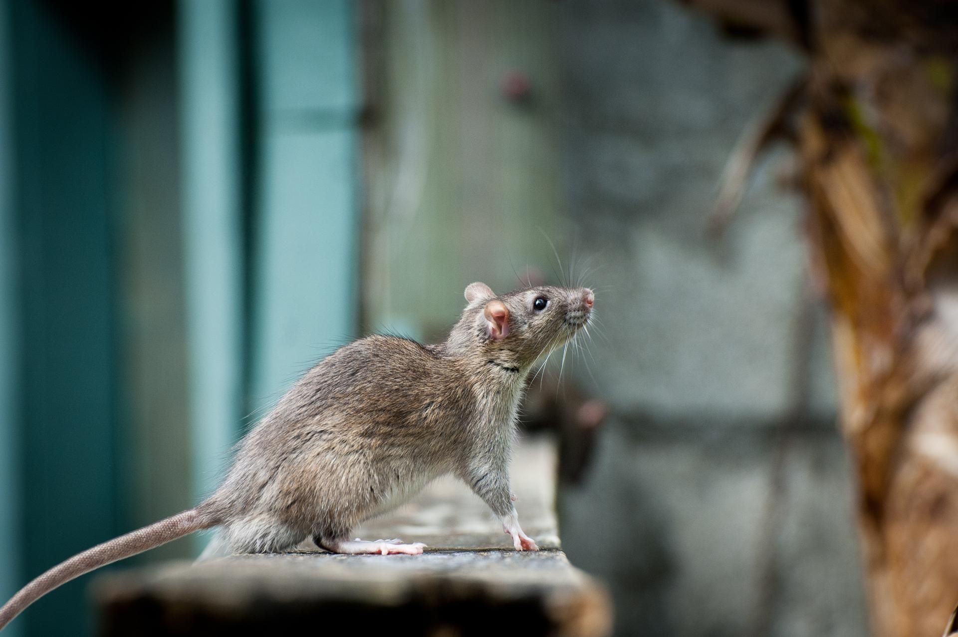 Brown rat standing on a ledge, looking up, near a teal wall.