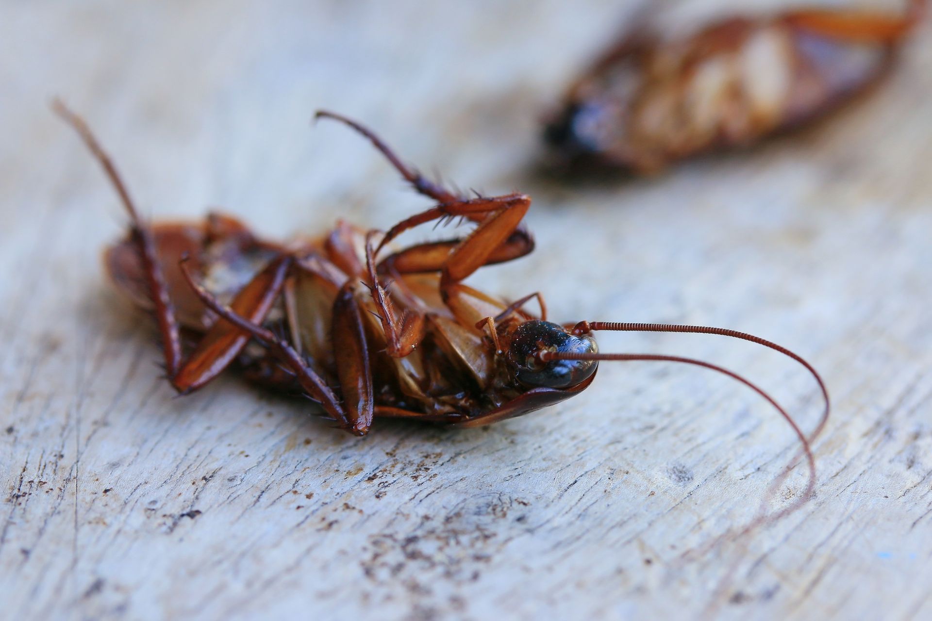 Dead cockroach on its back with legs in the air, antennae visible.